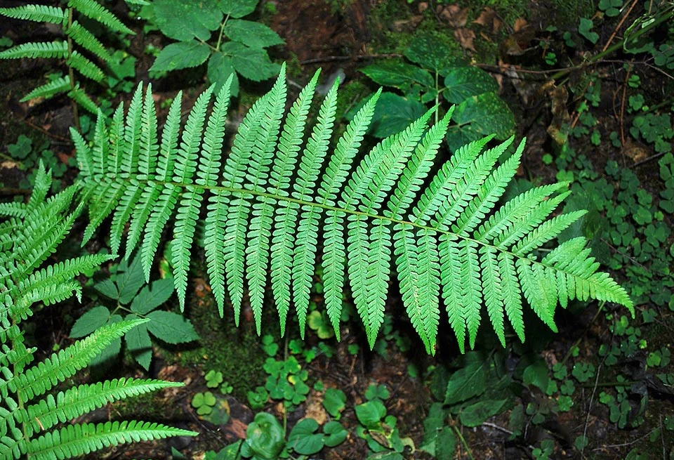 Dryopteris